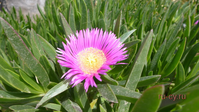 цветы Северного Кипра