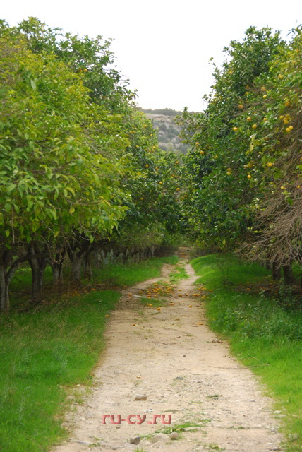грейпфруты на Кипре