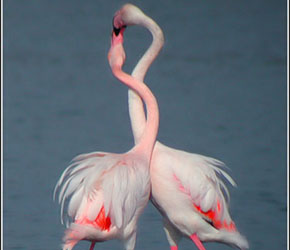 розовый фламинго, Кипр
